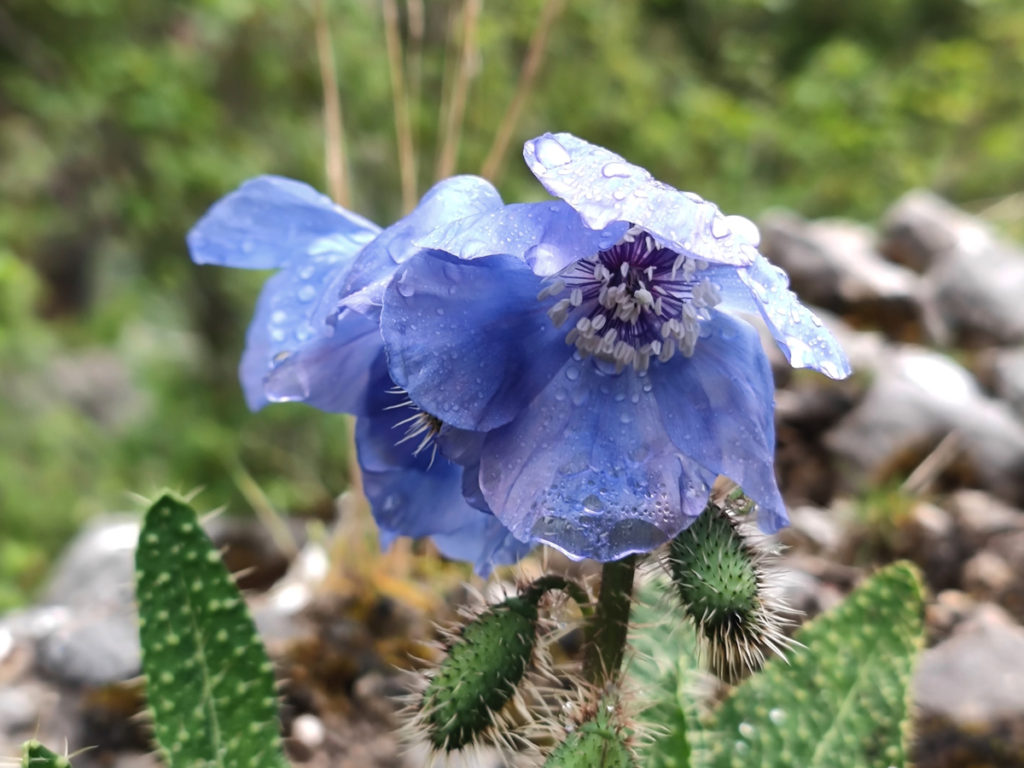 甘粛省・扎ガ那(ツァガナ)の写真 神仙が住む天上のツァガナ6-1