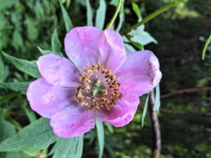 甘粛省・扎ガ那(ツァガナ)の写真 神仙が住む天上のツァガナ6-10