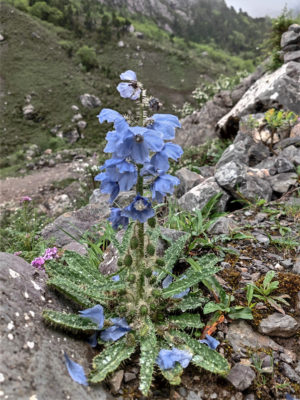 甘粛省・扎ガ那(ツァガナ)の写真 神仙が住む天上のツァガナ6-11