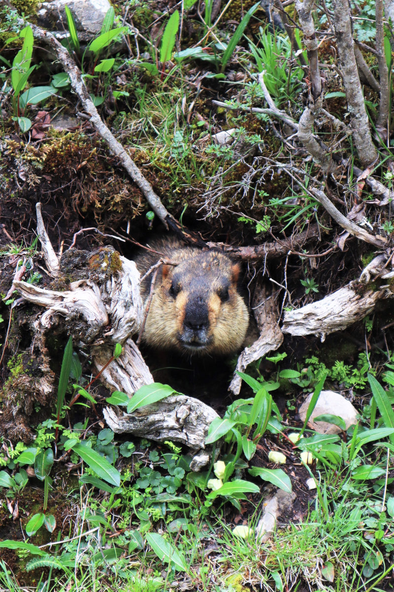 甘粛省・扎ガ那(ツァガナ)の写真 神仙が住む天上のツァガナ6-2