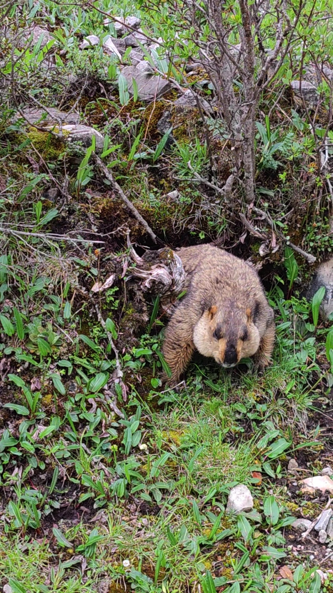 甘粛省・扎ガ那(ツァガナ)の写真 神仙が住む天上のツァガナ6-3