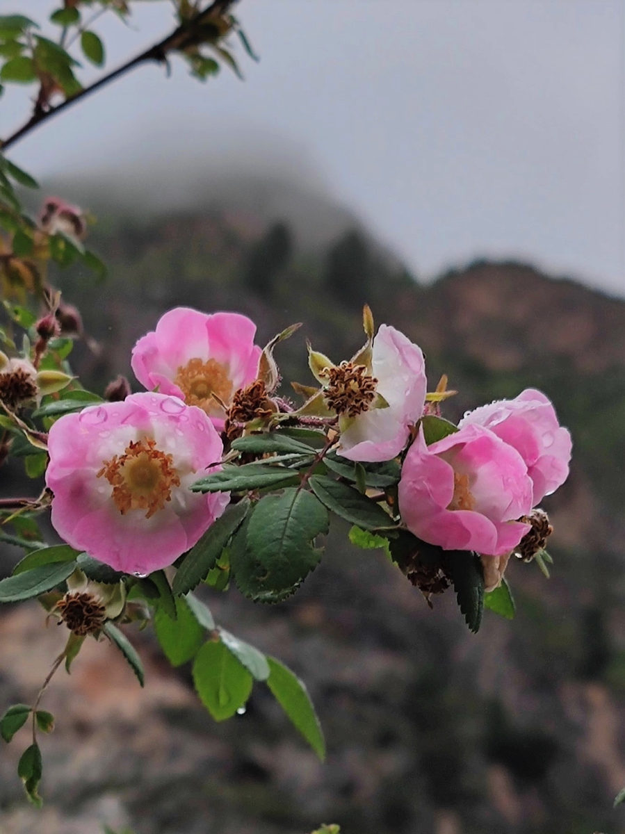 甘粛省・扎ガ那(ツァガナ)の写真 神仙が住む天上のツァガナ6-4
