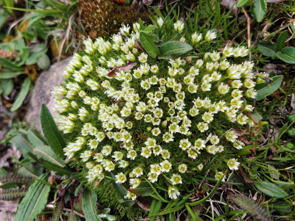 甘粛省・扎ガ那(ツァガナ)の写真 神仙が住む天上のツァガナ6-5