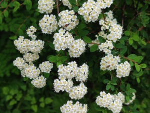 甘粛省・扎ガ那(ツァガナ)の写真 神仙が住む天上のツァガナ6-6