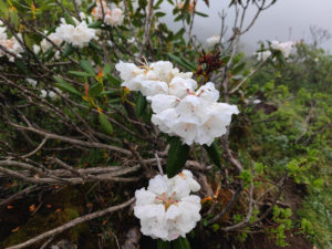 甘粛省・扎ガ那(ツァガナ)の写真 神仙が住む天上のツァガナ6-8