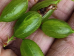 甘粛省・扎ガ那(ツァガナ)の写真 神仙が住む天上のツァガナ6-9