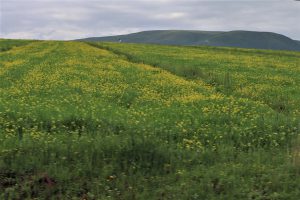 四川省・華棚溝・羊茸哈徳と達古氷河・都江堰の写真 西藏高原最東端を行く-7