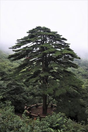 安徽省・黄山の写真 “天井図画”の奇岩の地4-7