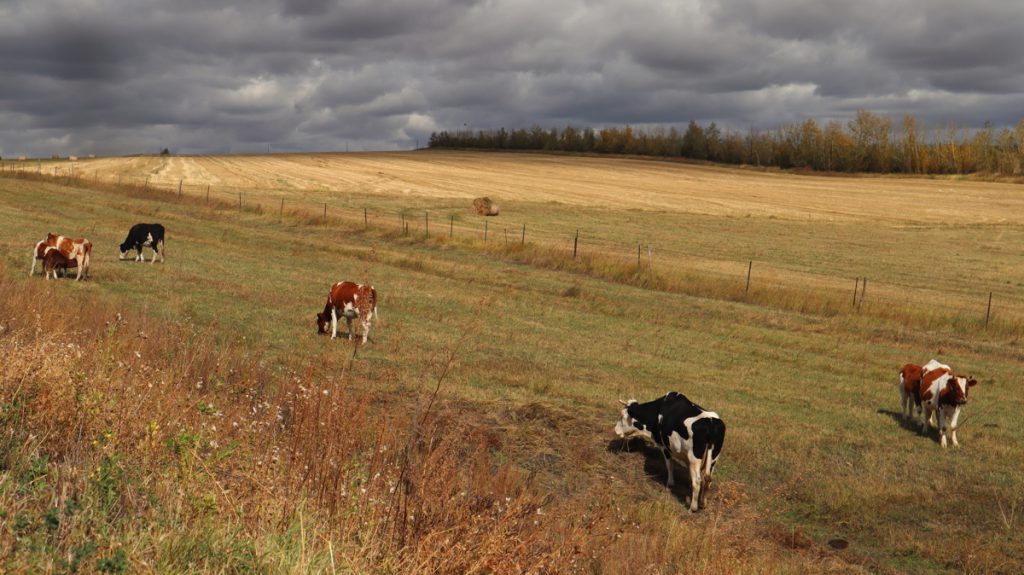 内蒙古自治区・呼倫貝尓大草原と大興安嶺の写真 大興安嶺の秋-1