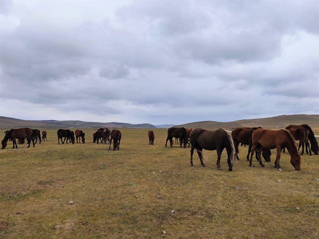 内蒙古自治区・呼倫貝尓大草原と大興安嶺の写真 大興安嶺の秋-3