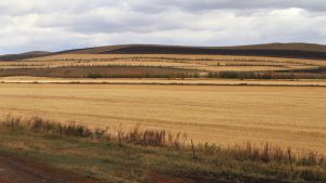内蒙古自治区・呼倫貝尓大草原と大興安嶺の写真 大興安嶺の秋-6