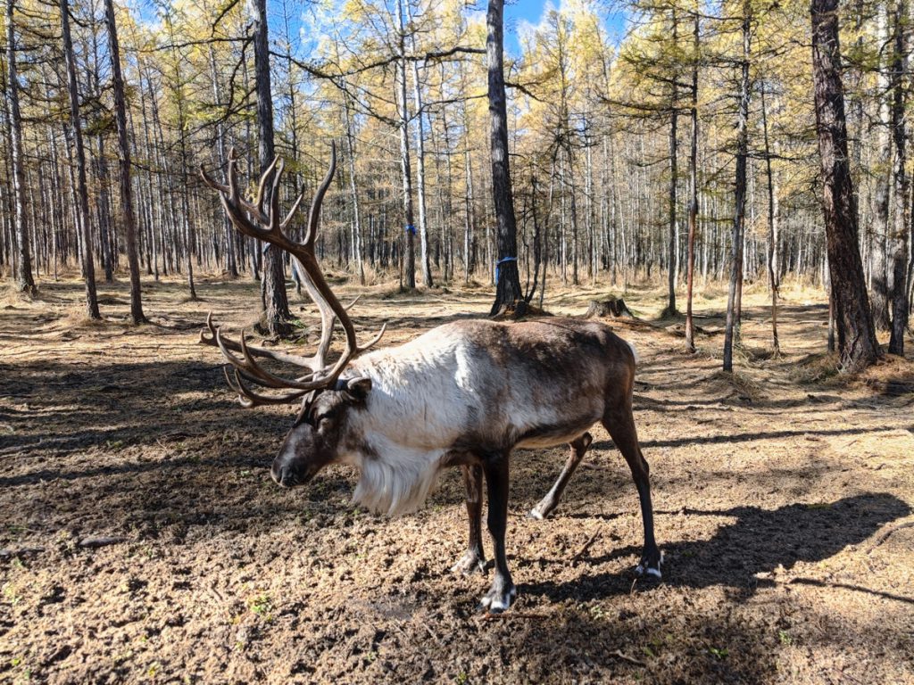 内蒙古自治区・呼倫貝尓大草原と大興安嶺の写真　大興安嶺の秋2-5