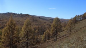 内蒙古自治区・呼倫貝尓大草原と大興安嶺の写真　大興安嶺の秋3-10