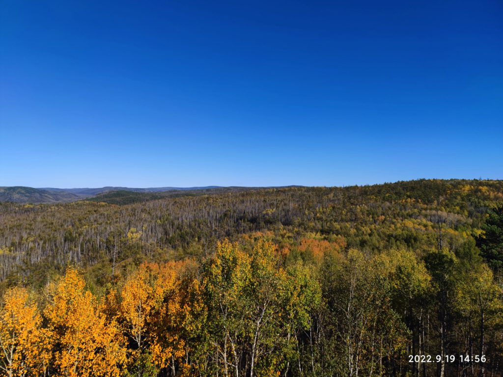 内蒙古自治区・呼倫貝尓大草原と大興安嶺の写真　大興安嶺の秋3-3