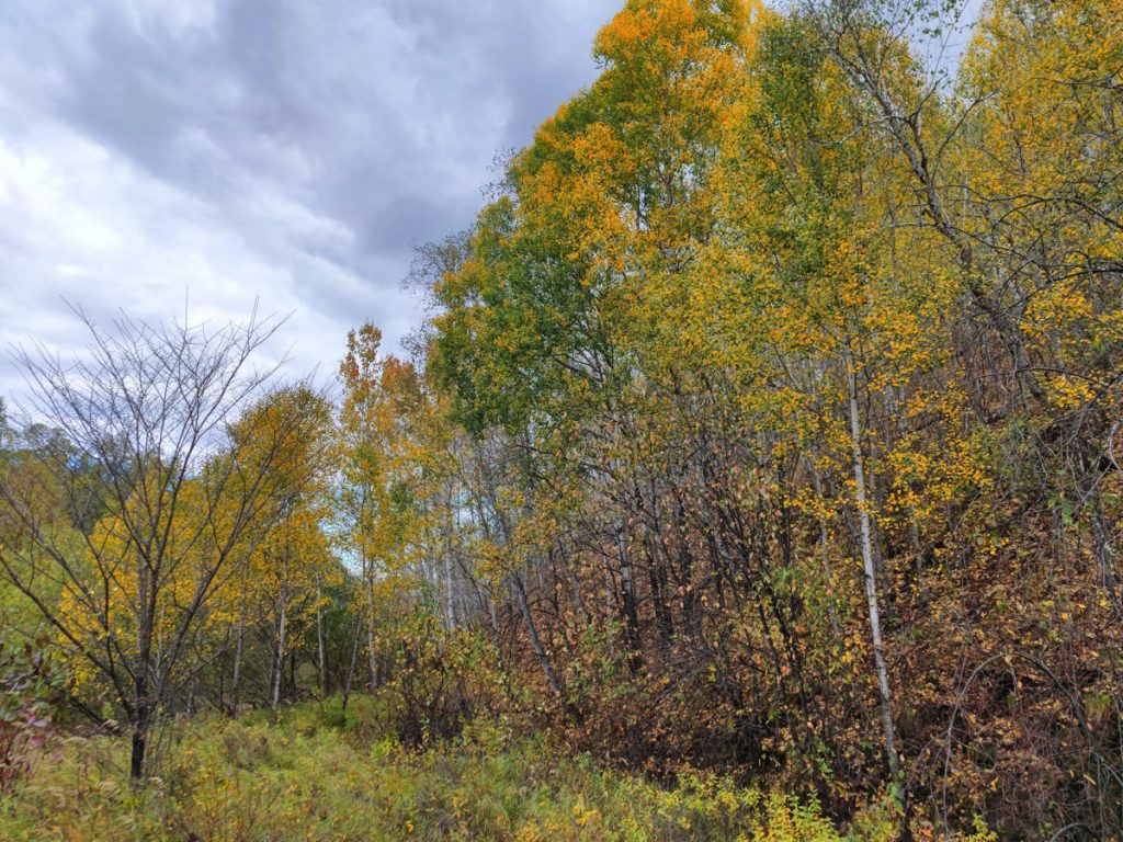 内蒙古自治区・呼倫貝尓大草原と大興安嶺の写真　大興安嶺の秋3-4