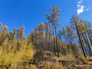内蒙古自治区・呼倫貝尓大草原と大興安嶺の写真　大興安嶺の秋3-9