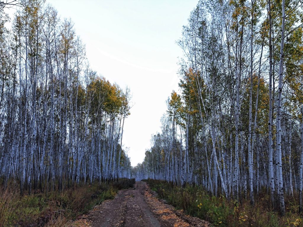 内蒙古自治区・呼倫貝尓大草原と大興安嶺の写真　大興安嶺の秋4-1