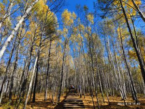 内蒙古自治区・呼倫貝尓大草原と大興安嶺の写真　大興安嶺の秋4-10