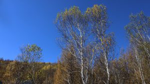 内蒙古自治区・呼倫貝尓大草原と大興安嶺の写真　大興安嶺の秋4-11