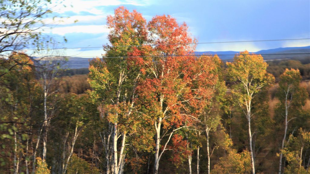 内蒙古自治区・呼倫貝尓大草原と大興安嶺の写真　大興安嶺の秋4-3