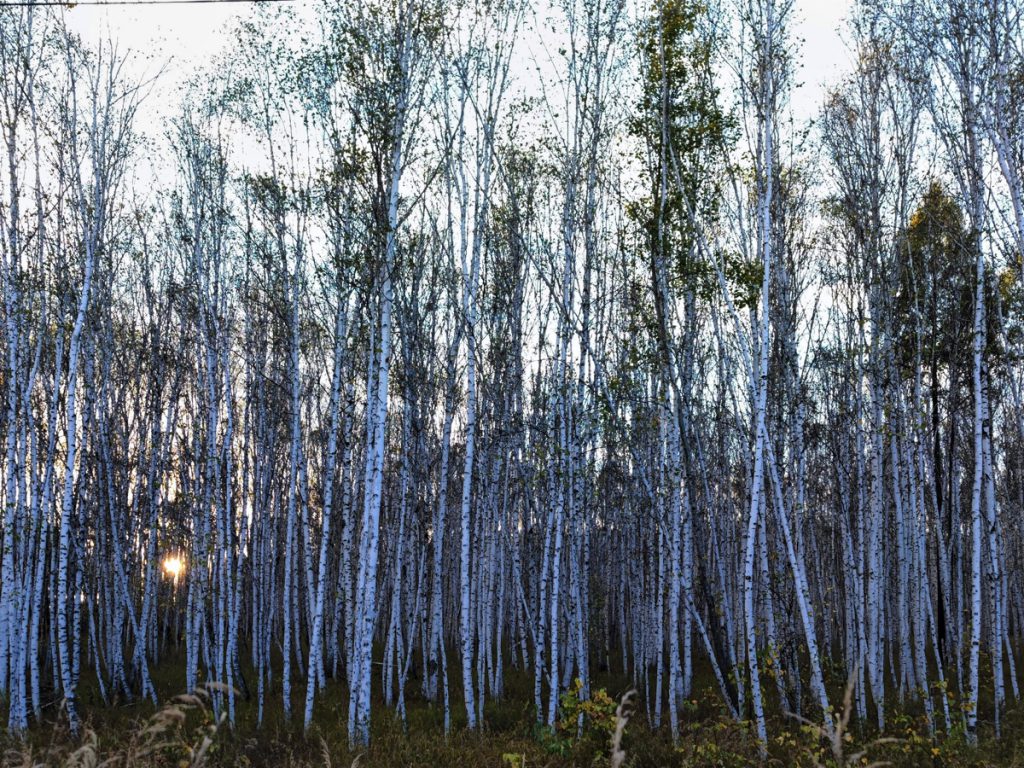 内蒙古自治区・呼倫貝尓大草原と大興安嶺の写真　大興安嶺の秋4-4