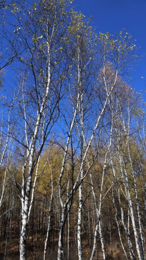 内蒙古自治区・呼倫貝尓大草原と大興安嶺の写真　大興安嶺の秋4-6