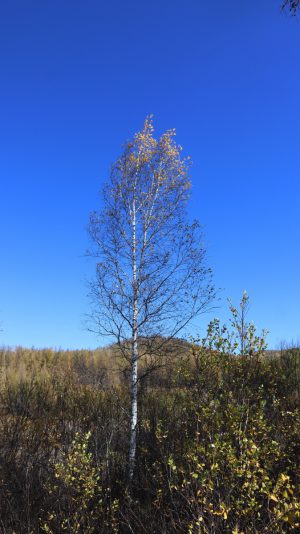 内蒙古自治区・呼倫貝尓大草原と大興安嶺の写真　大興安嶺の秋4-8