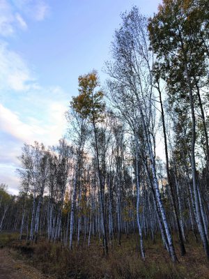 内蒙古自治区・呼倫貝尓大草原と大興安嶺の写真　大興安嶺の秋4-9