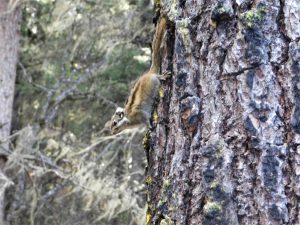 雲南省・香格里拉郊外 （松贊寺、納帕海、普達措国家公園）の写真　失われた地平線を求めて3-10