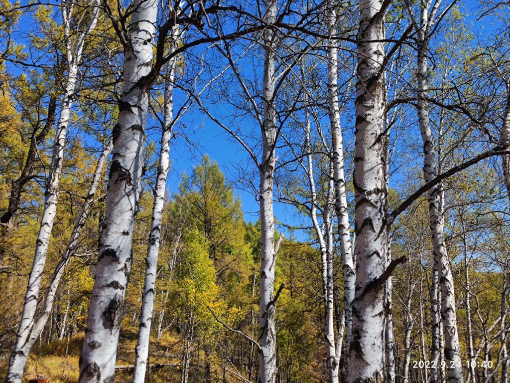 内蒙古自治区・の写真 錦秋の阿尓山3-4