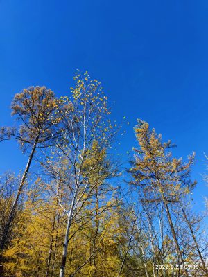 内蒙古自治区・の写真　錦秋の阿尓山5-11