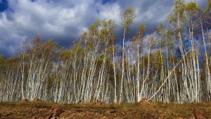 内蒙古自治区・の写真　錦秋の阿尓山5-9
