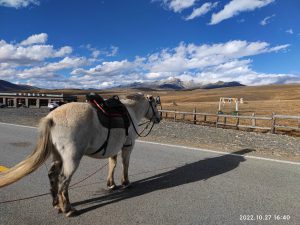 四川省・木雅大寺、塔公草原の写真　雅拉雪山を守る木雅大寺-9