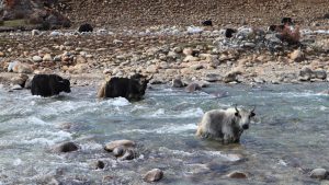 四川省・格聶（グニエ）神山の写真　神山を仰ぎ格聶（グニエ）南綫を行く-6