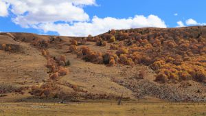四川省・の写真　神山を仰ぎ格聶（グニエ）南綫を行く2-10