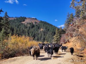 四川省・の写真 神山を仰ぎ格聶(グニエ)南綫を行く6-9