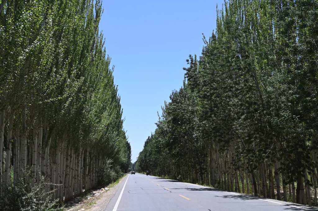 新疆ウィグル自治区・塔里木（タリム）盆地の写真　胡楊林を染めるタリムの夕陽-3