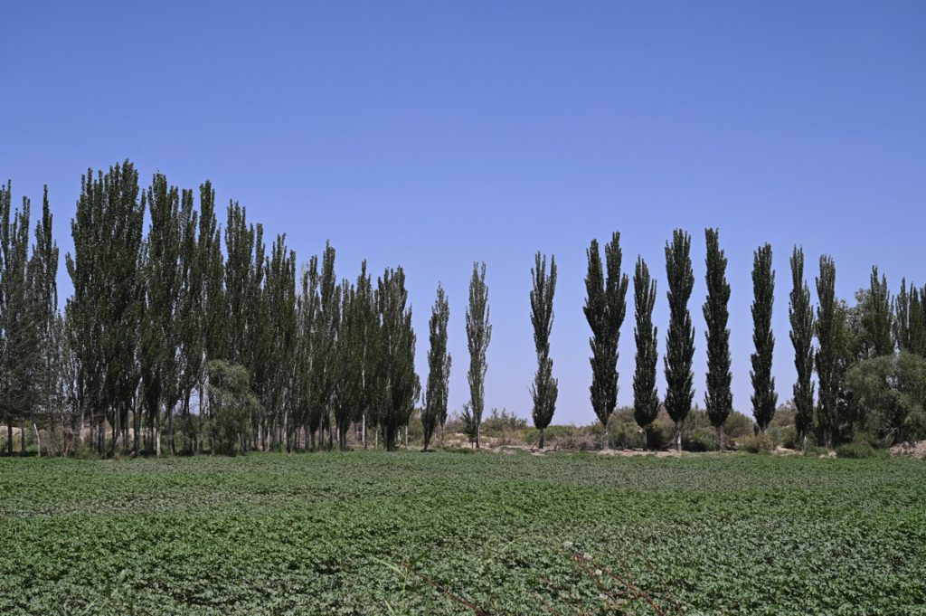 新疆ウィグル自治区・塔里木（タリム）盆地の写真　胡楊林を染めるタリムの夕陽-4