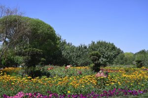 新疆ウィグル自治区・塔里木（タリム）盆地の写真　胡楊林を染めるタリムの夕陽-6