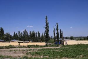 新疆ウィグル自治区・塔里木（タリム）盆地の写真　胡楊林を染めるタリムの夕陽-9