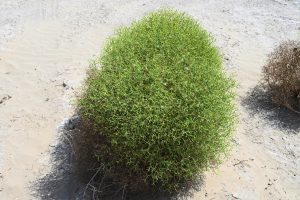 新疆ウィグル自治区・タクラマカン砂漠の写真　茫茫沙漠（果てなき砂漠）2-11