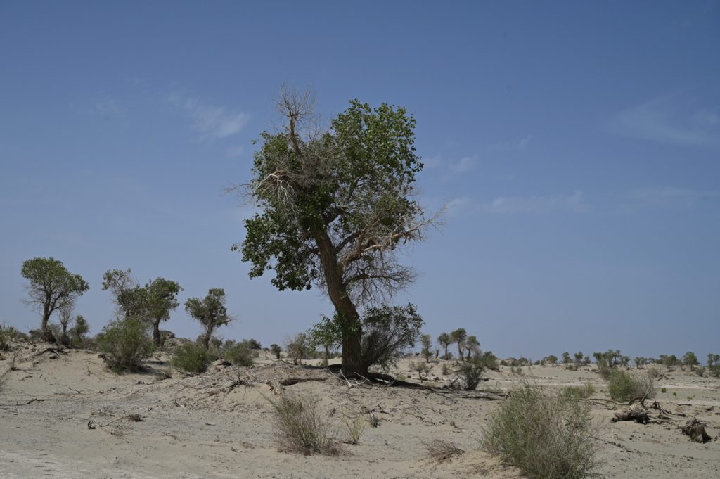 新疆ウィグル自治区・タクラマカン砂漠の写真　茫茫沙漠（果てなき砂漠）2-4
