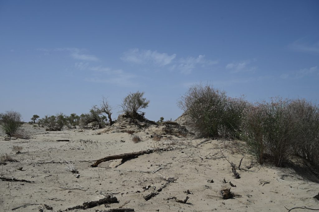 新疆ウィグル自治区・タクラマカン砂漠の写真　茫茫沙漠（果てなき砂漠）2-5