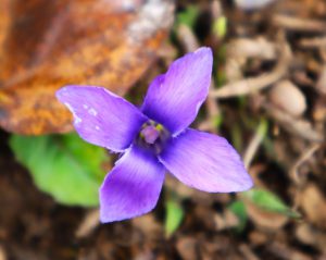 四川省・亞丁の写真　亞丁転山-11