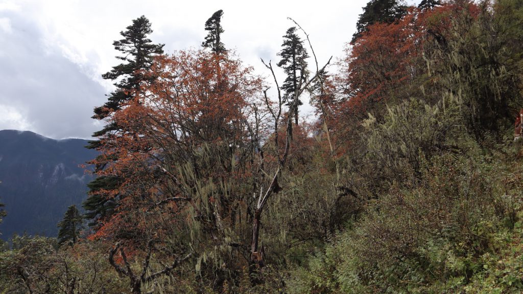 四川省・亞丁の写真　亞丁転山-3