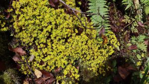 四川省・亞丁の写真　亞丁転山-7