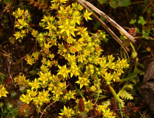 四川省・亞丁の写真　亞丁転山-8