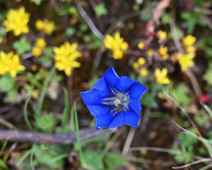 四川省・亞丁の写真　亞丁転山-9