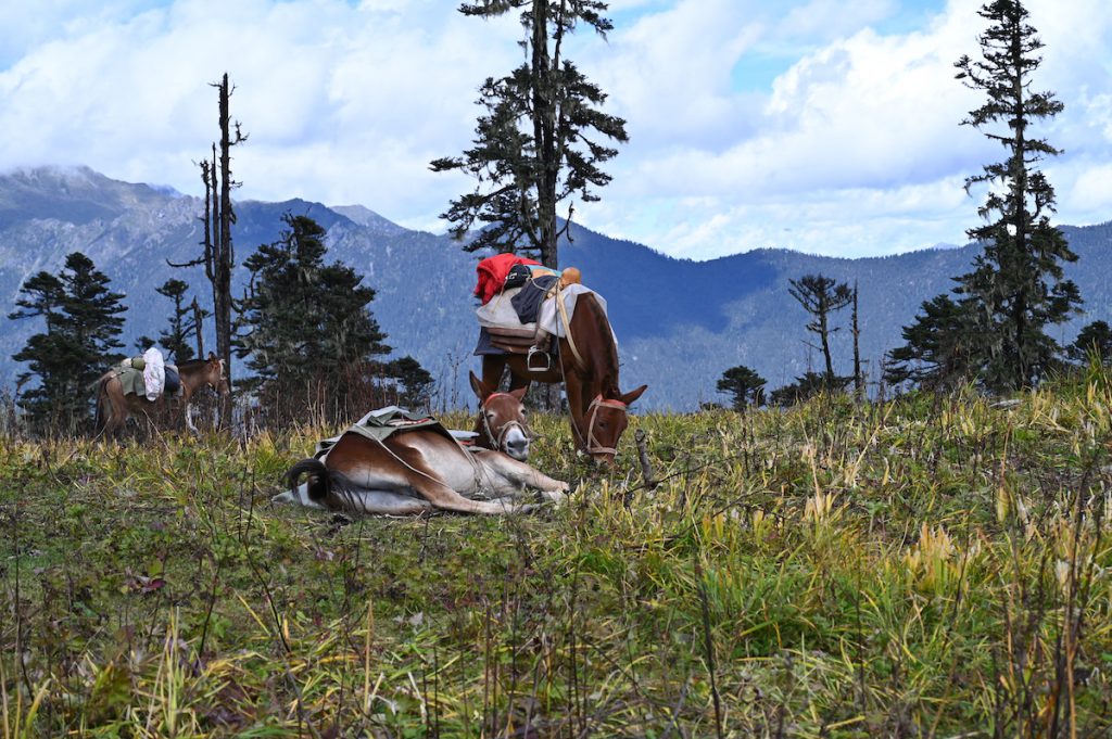 四川省・の写真 亞丁転山2-1