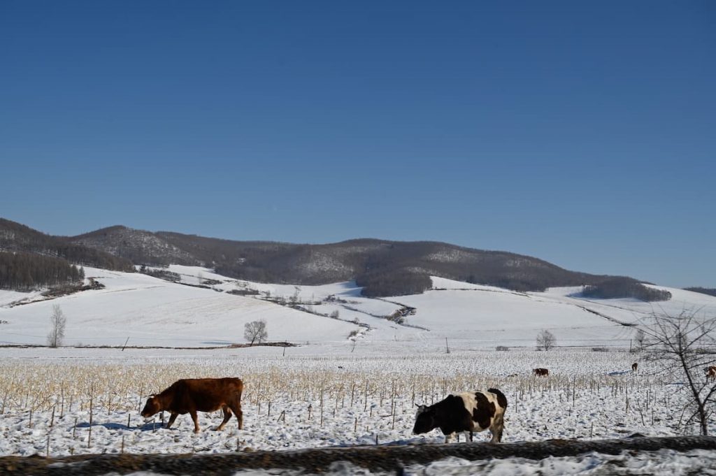 黒竜江省・の写真　冬の恋情その2-5-5